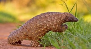 pangolin