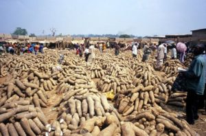 nigeria-to-export-friendly-yam-seeds