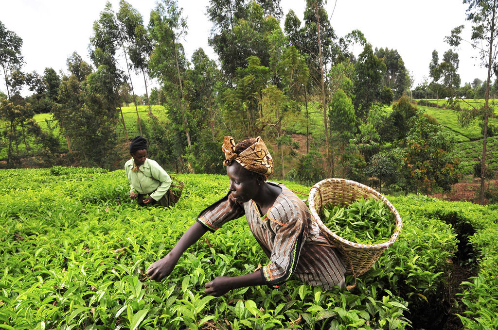 million-nigerian-farmers-growing-biofortified-crops