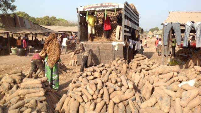 yam-exporters-ready