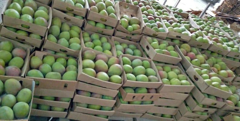 Kenyan-mangoes